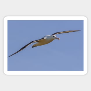 Royal Albatross Sticker